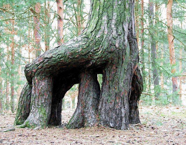 Un arbre avec 6 jambes !! woowww ! Arbre_10