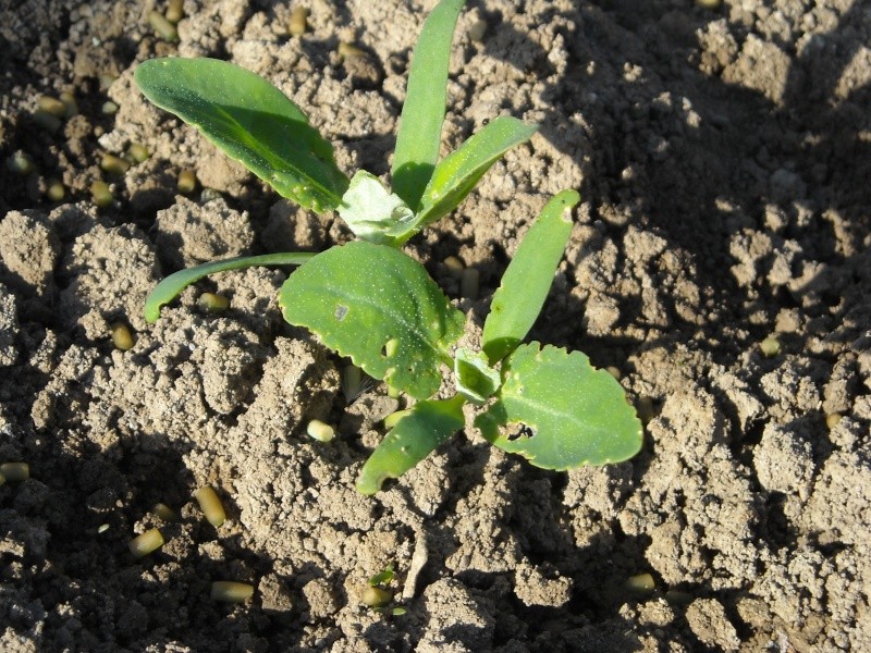 en bonne place dans le jardin. Tetrag11