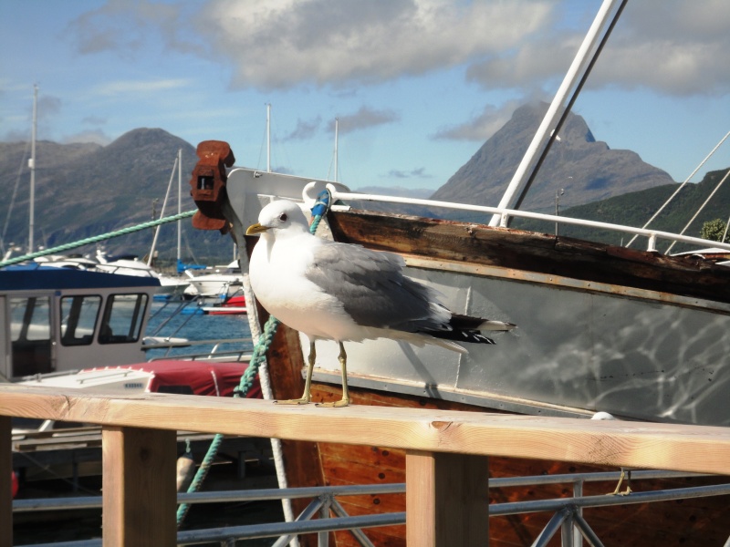 [C.R] Norvège et Lofoten Juin 2014 - Page 3 Dsc03849