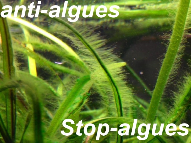 Algue dans mon aquarium Agues_10