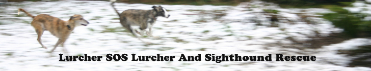 Lurcher SOS Lurcher and Sighthound Rescue