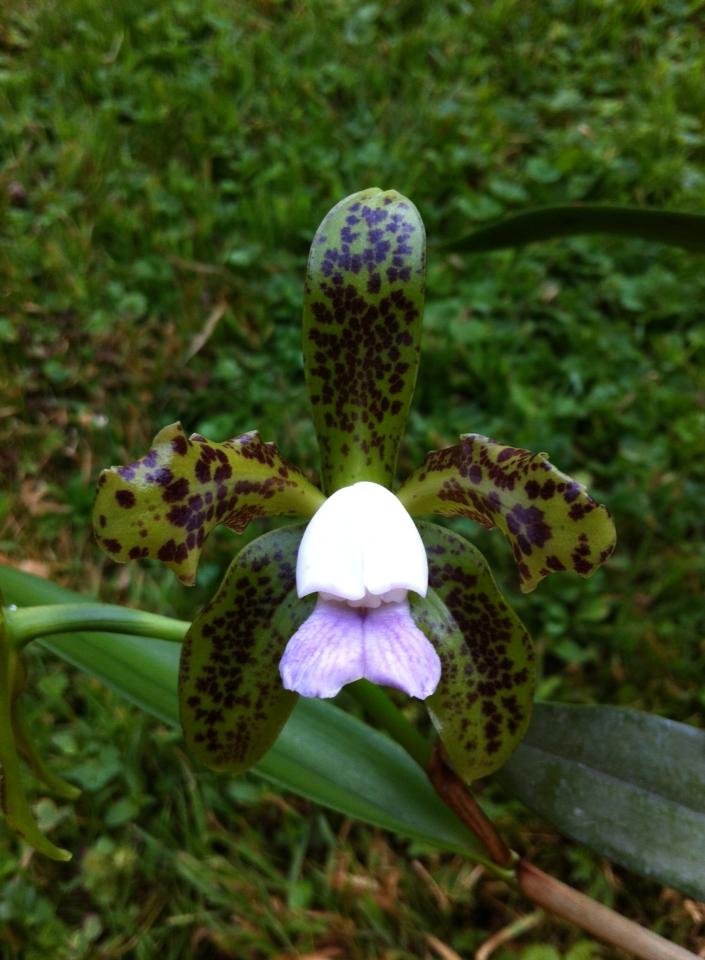 Cattleya tigrina (leopoldii) f. coerulea Bahiana x self 15971_10