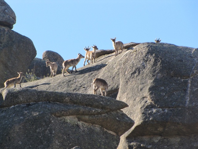 20130504 - EL CORRAL CIEGO de la PEDRIZA 00545