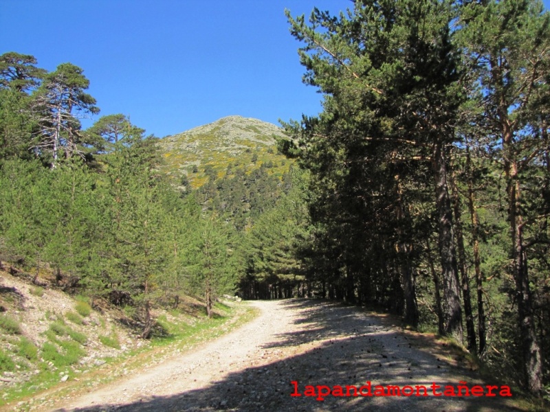 20140614 - GUADARRAMA - RUTA POR EL CARRIL DEL GALLO AL PUERTO DE LA FUENFRÍA 03216