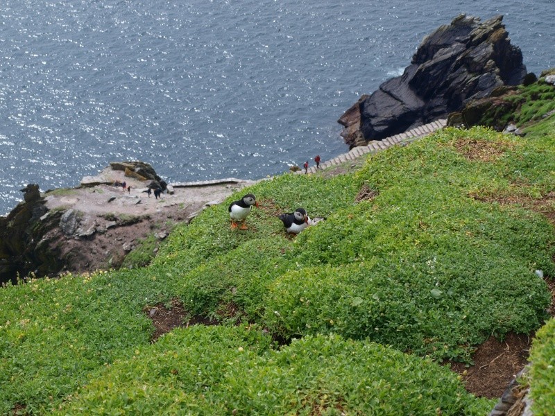 Skellig Michael P1012216