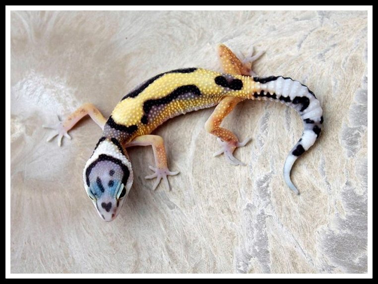 Ma troupe de Gecko léopard  10024410