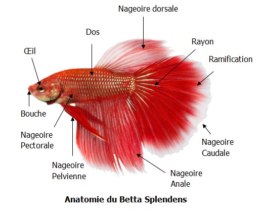 Anatomie et Dimorphisme du Betta Anatom10