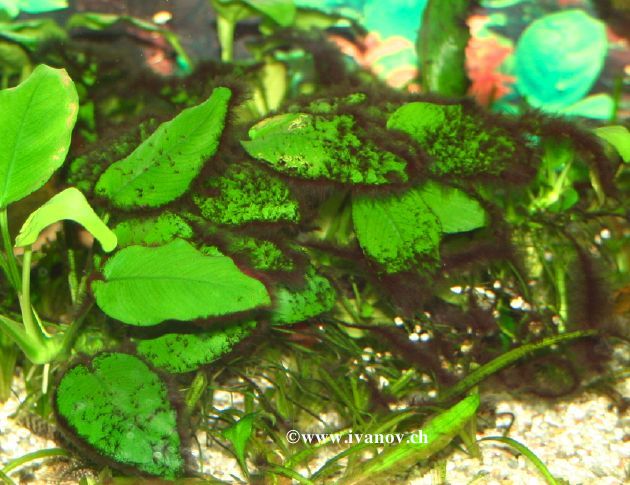 Lutter contre les algues  Anubia10