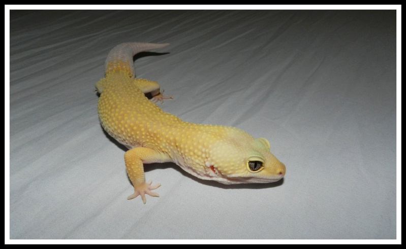 Ma troupe de Gecko léopard  Dscn6210
