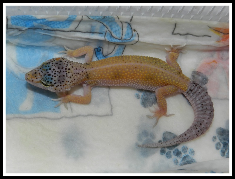 gecko leopard  Dscn6315