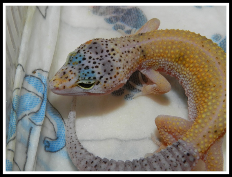 gecko leopard  Dscn6316