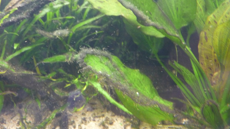 Lutter contre les algues  P1030210