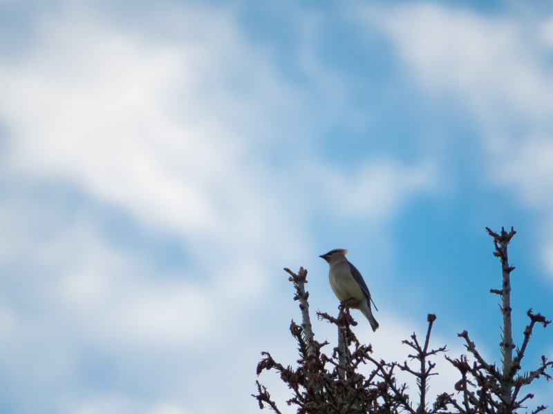 Colibri,jaseur et Bruant 03082011