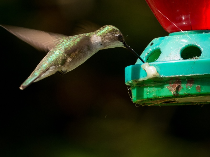 Colibri,jaseur et Bruant 03082014