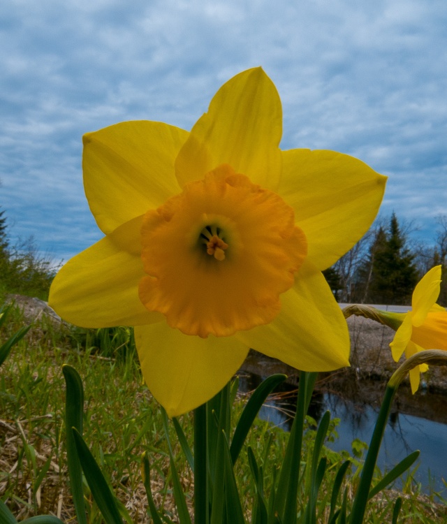 Quelques fleurs ce matin Jonqui10