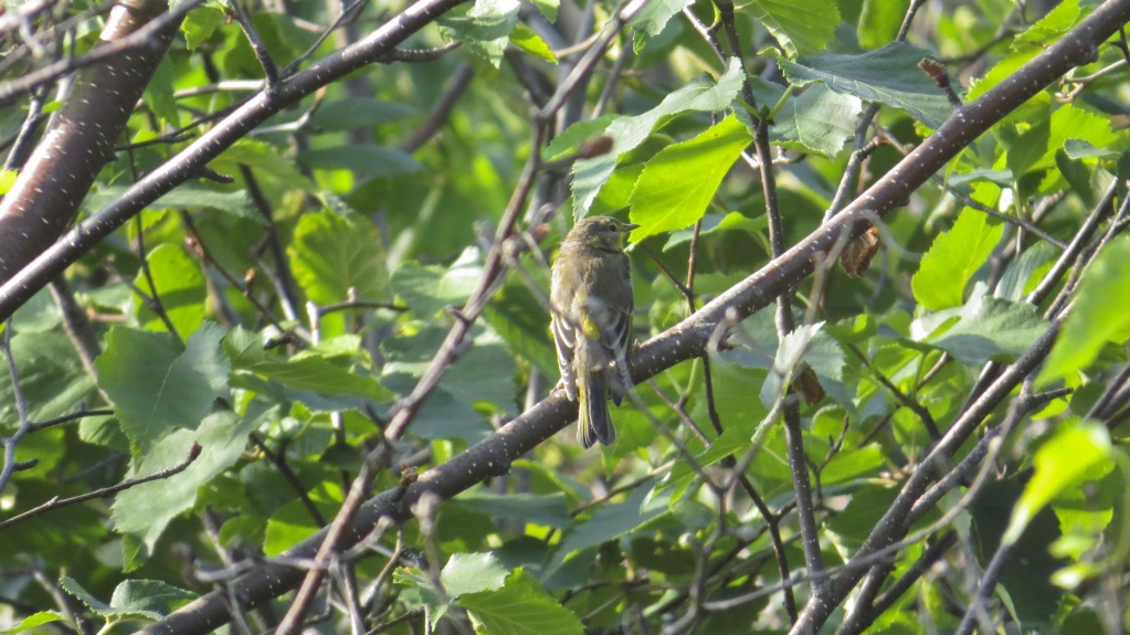 Oiseaux à identifier Sans_t13