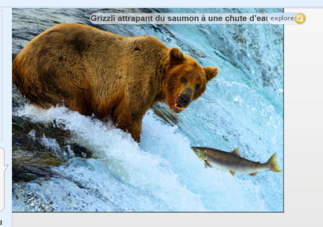 Grizzly attrapant du saumon à une chute d'eau Grizzl10