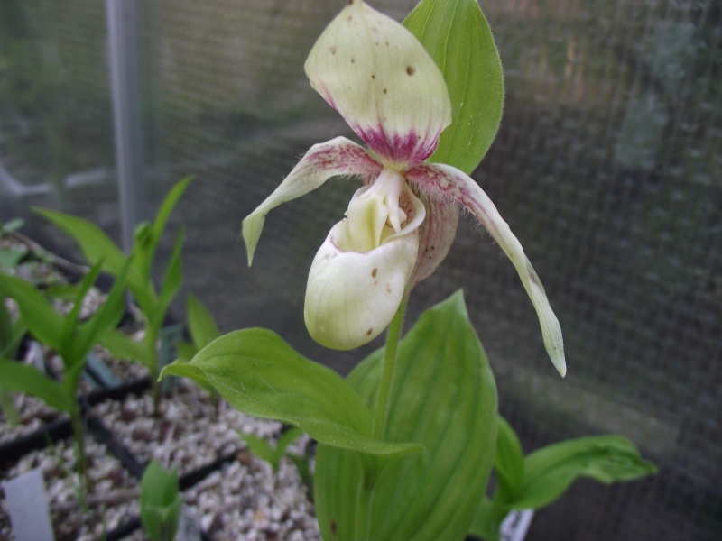 Cypripedium truc machin chose Dscf5433