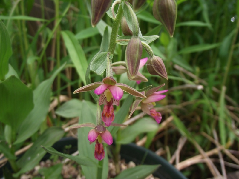 Epipactis Passionata Dscf5622