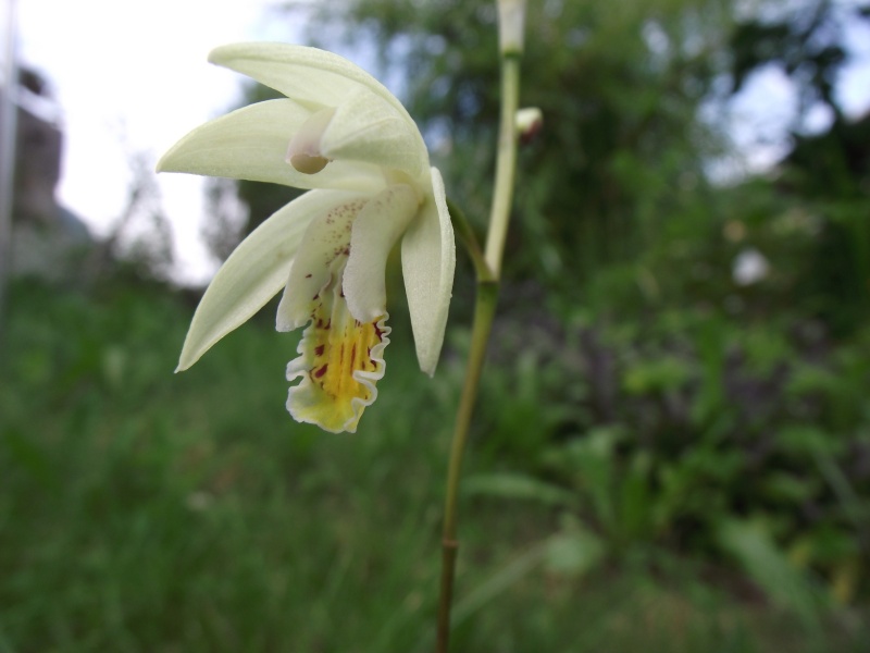 Bletilla  ochracea Dscf5633