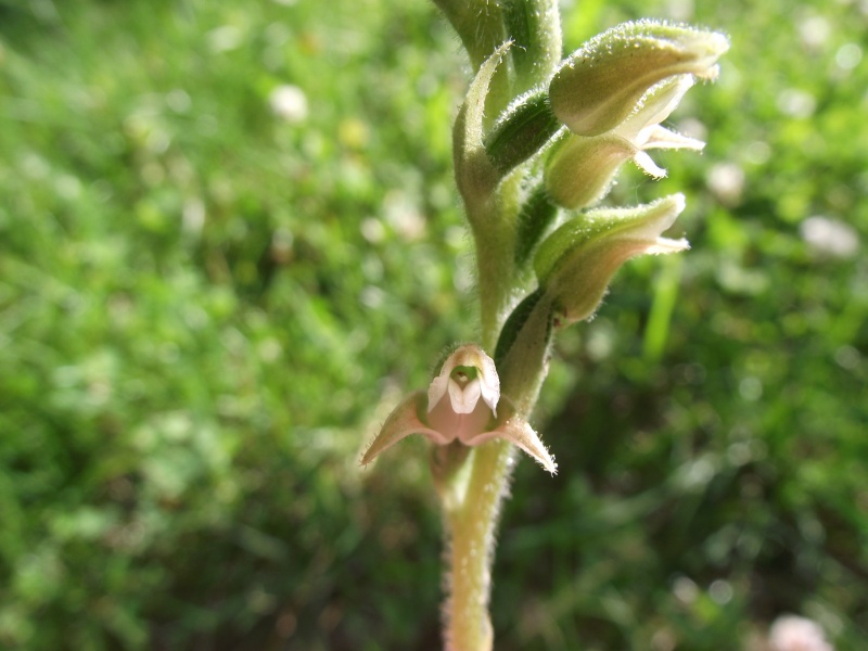 Goodyera oblongifolia Dscf5710