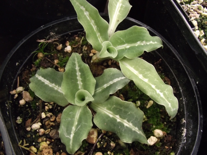 Goodyera oblongifolia Dscf5712
