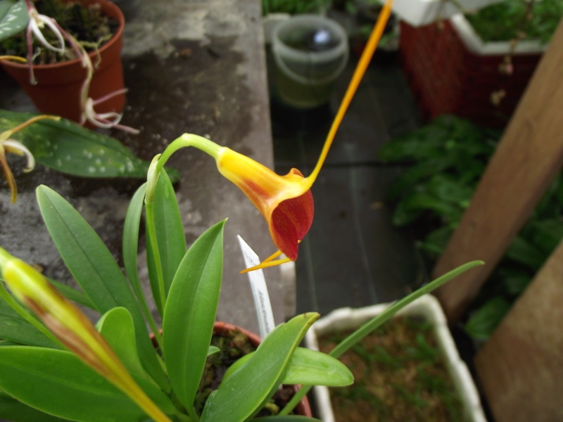 Masdevallia ??? Dscf5940