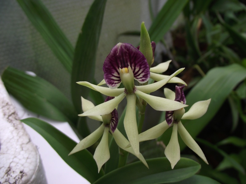 [résolu]Prosthechea cochleata Dscf6220