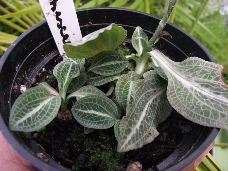 Goodyera pubescens Dscf6312
