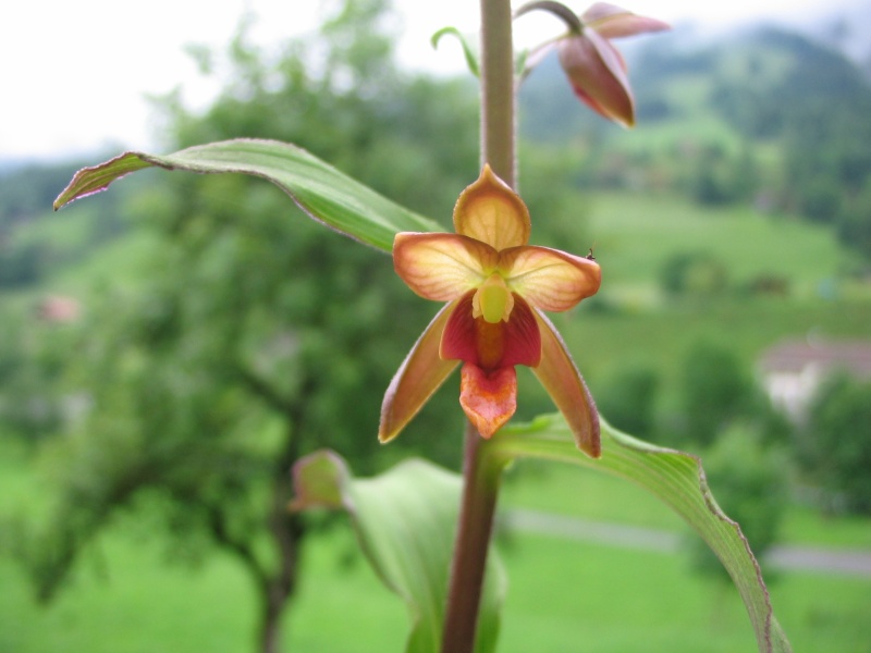 Epipactis mairei Orchid10