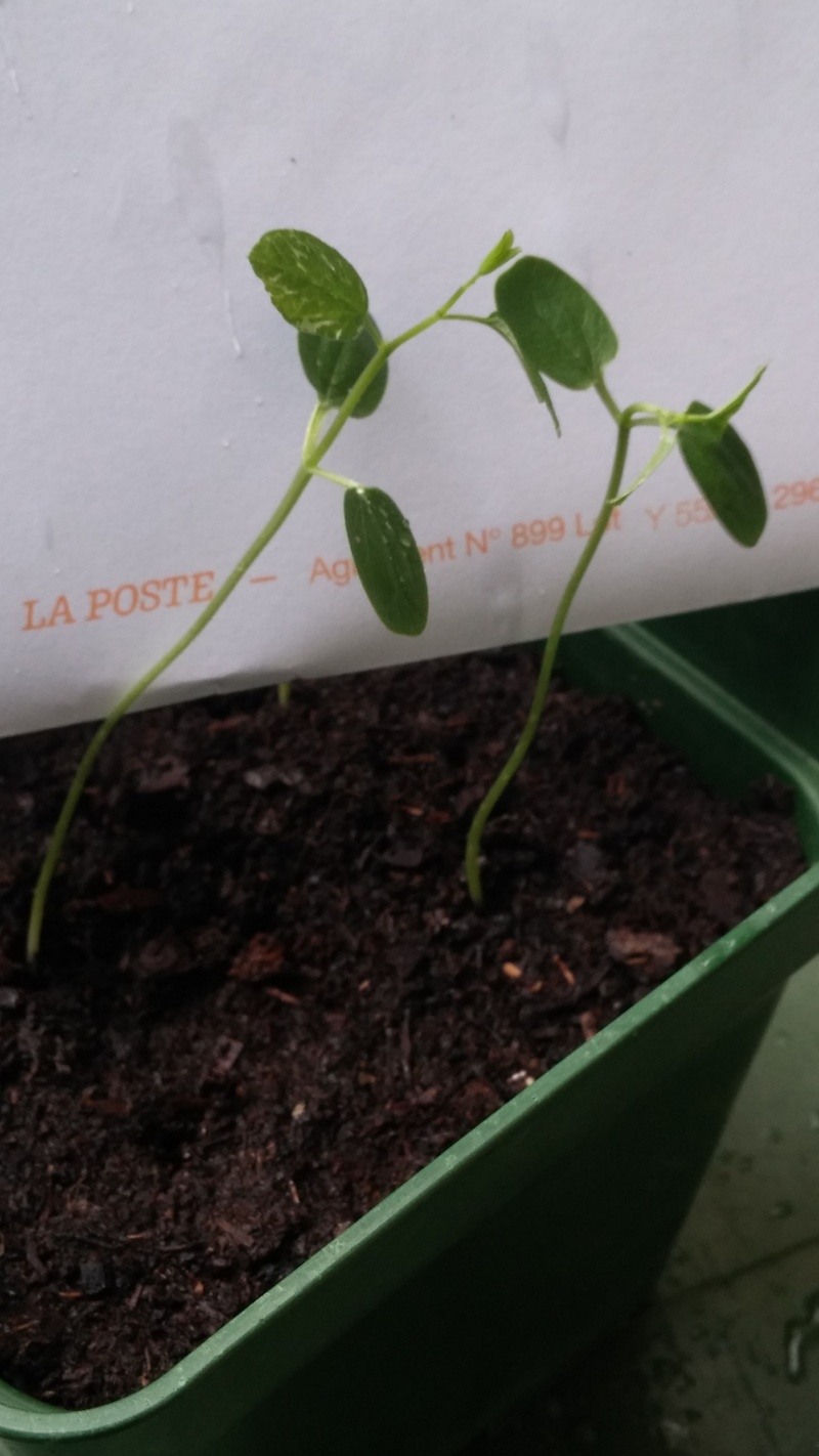 semis de passiflora Cam00716