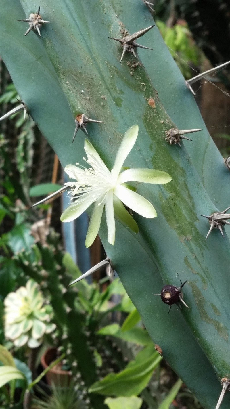 Floraison du jour ( cactus ) Cam00810