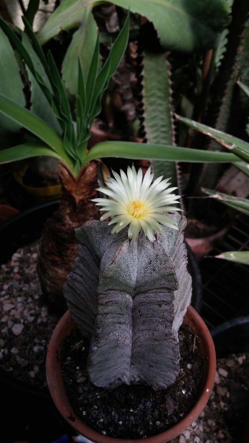 Astrophytum :floraison Cam00911