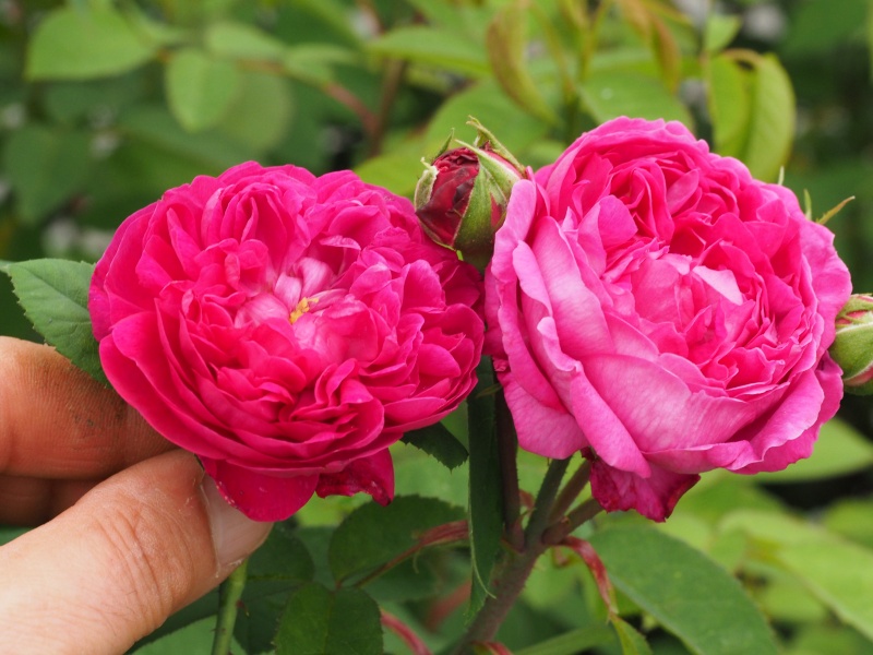 Rose de Rescht et Reine des Violettes P8041512