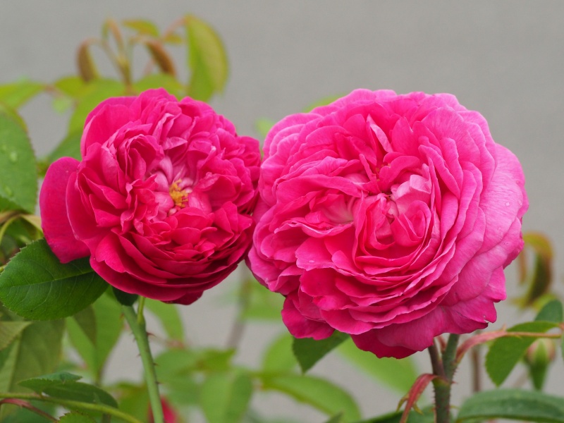 Rose de Rescht et Reine des Violettes P8041513