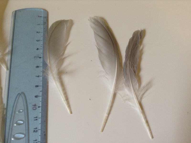 plumes trouvées dans les marais Img_5323