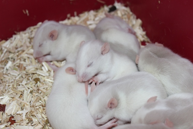 Rats 2 mois à donner ( herault) 15_jou10