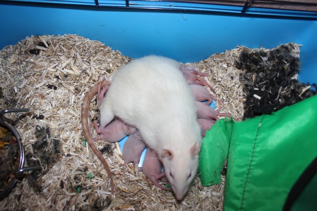 Rats 2 mois à donner ( herault) 8_jour10