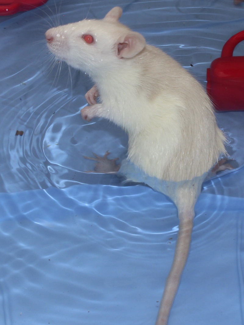 Rats 2 mois à donner ( herault) Femell10