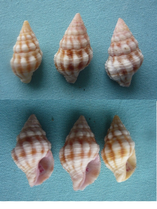 Peristernia nassatula (Lamarck, 1822) P1000120