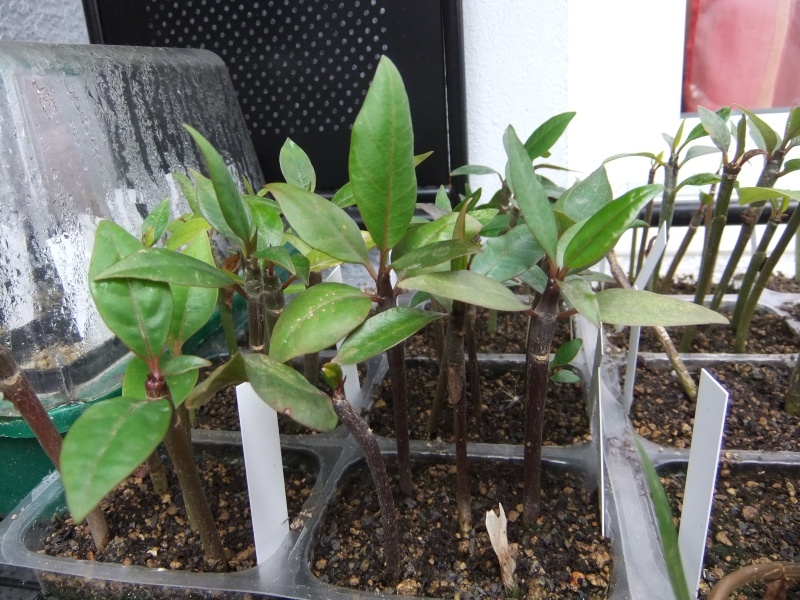 Aussaat - Frangipani - Plumeria - Tempelbaum  - Seite 20 35110