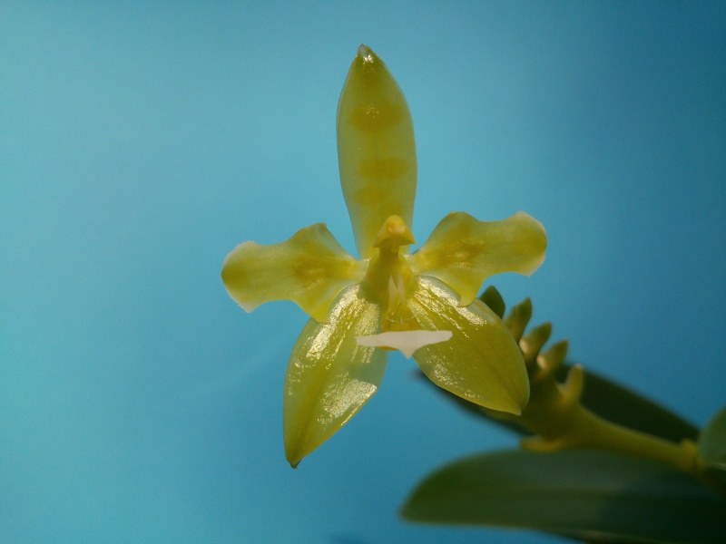 Phalaenopsis cornu-cervi - Seite 2 310