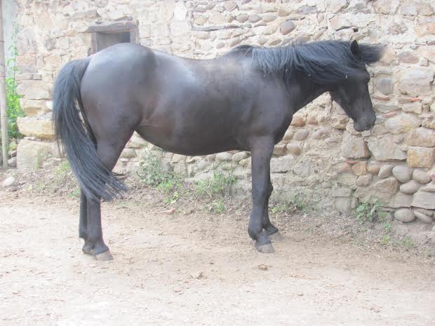 CHARLIE - ONC poney née en 1999 - adoptée en janvier 2013 par mammiemitsou - Page 3 Charli15