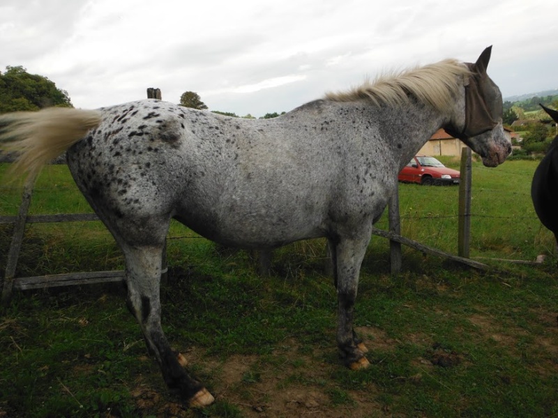 GIPSY - OI typée Appaloosa née en 1995 - Adoptée en juin 2011 par Xeudav - Page 2 Dscf1027