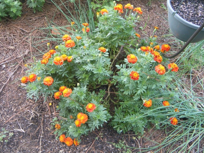 Butterfly/Pollinator Havens - Which plants are your favorite to cultivate? Butter11