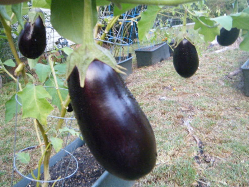 The eggplant that won't stop giving and my asparagus experiment Eggpla10