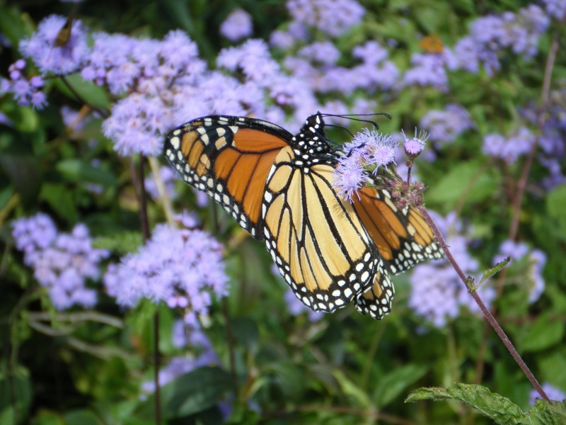 Butterfly/Pollinator Havens - Which plants are your favorite to cultivate? - Page 2 Myamar10