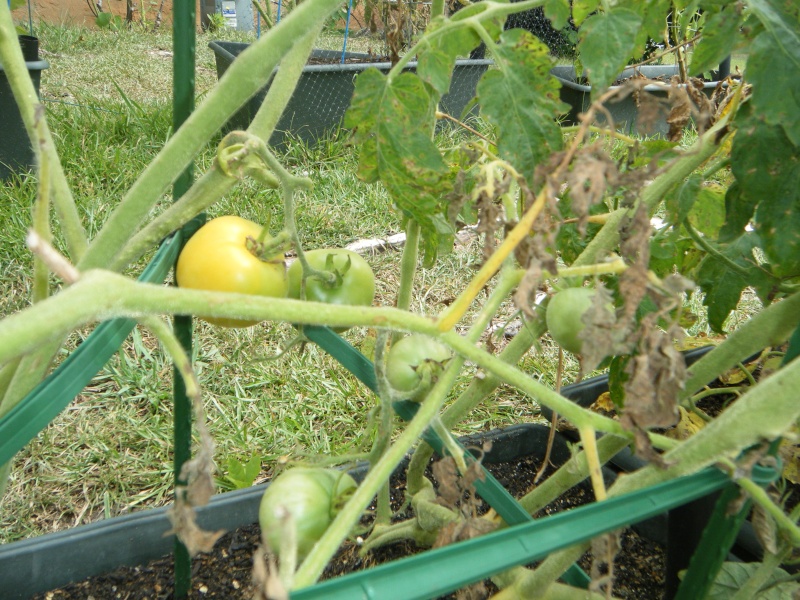 Are my tomato plants going to be ok?? Westin13