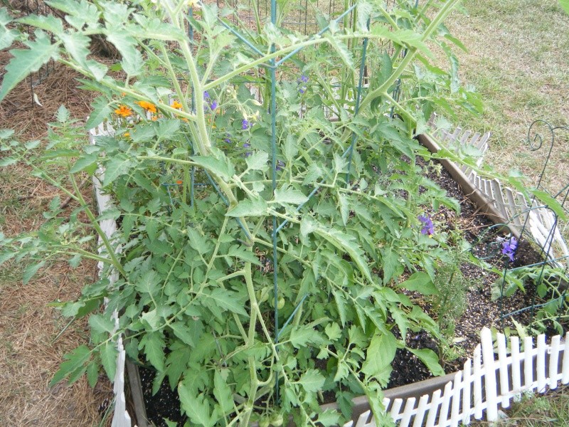 Are my tomato plants going to be ok?? Westin16
