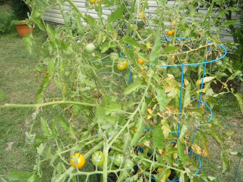 Are my tomato plants going to be ok?? Westin17